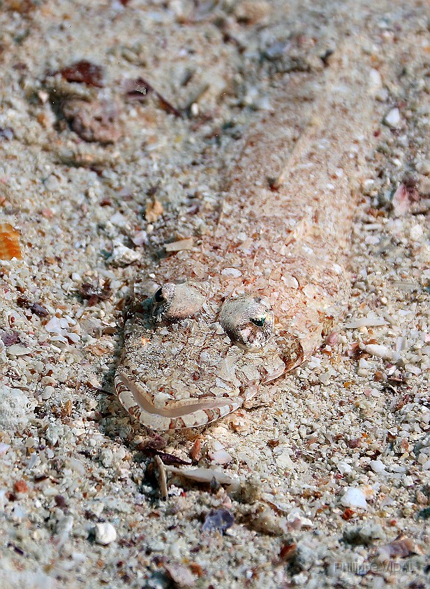 Thailand 2015 - Ko Tao - Poisson crocodile  a tete large - Thysanophrys arenicola _IMG_3634_rc.jpg